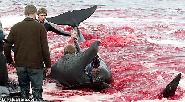 Golfinhos Calderon massacrados todos os anos