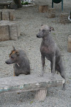 Peruvian Hairless dogs, Lima, Peru. (October 2008)