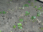 Sprouting seeds, ECOAN tree nursury, Progreso, Peru