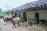 Preparing to leave by mule and horse, Congon, Gran Vilaya Trek, Chachapoyas Region, Peru.