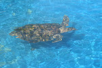 Praia do Forte 072.JPG
