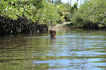 Sinking into the water to avoid horseflies in a mangrove forest Trancoso, Brazil