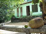 Lime, mango, jaca - from small to enormous - fruit for the picking as we hike back to the river, the Marimbus, Chapada Diamantina, Brazil