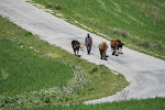 On the road from Beja to Tabarka, Tunisia