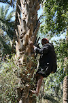 Tozeur Tunisia_2009.04.10 606.JPG