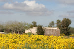 Kerkouane 068.JPG