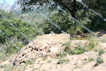 Wolf preserve, outside Antequera, Spain