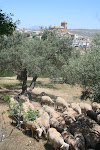 Ronda, Spain 129.JPG