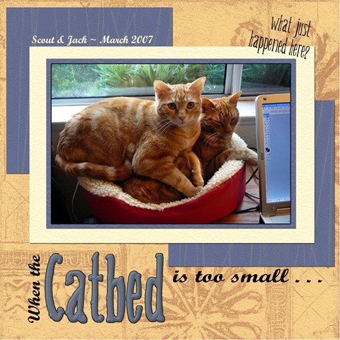 [Catbed-too-small copy[3].jpg]