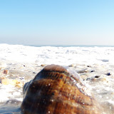 Statiunea Mamaia Melc de Mare Iarna Ianuarie 2010 14.JPG