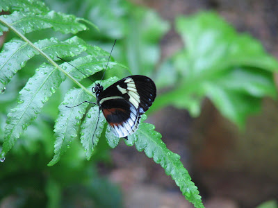 Meijer Gardens Butterfly Exhibit