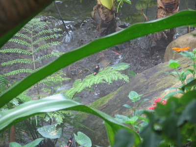Meijer Gardens Butterfly Exhibit