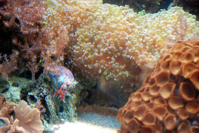 Underwater Adventures® Aquarium at the Mall of America