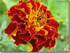 marigold