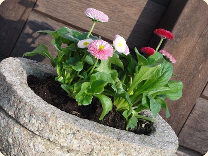 Bellis DSC05721