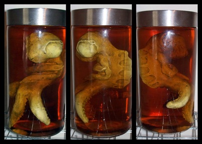 thing in a jar 6