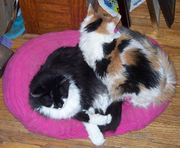 [Pookie and Kiki in the sweater bed[5].jpg]