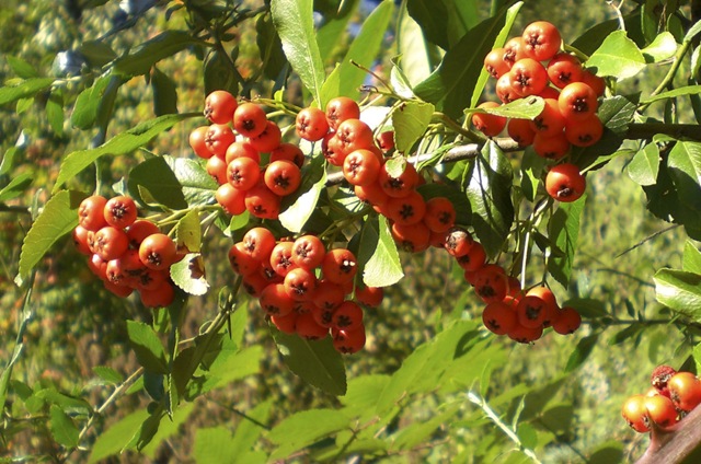 [berries[3].jpg]