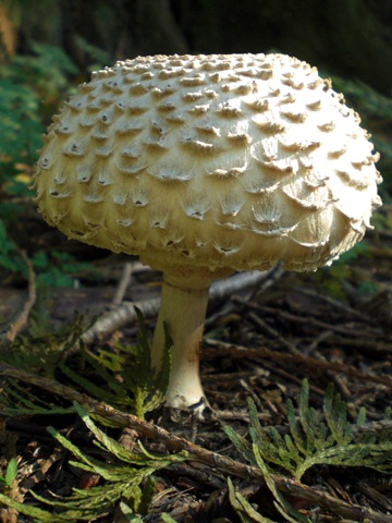 [mushroom2[3].jpg]