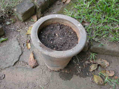 Tomatoes Pot.JPG