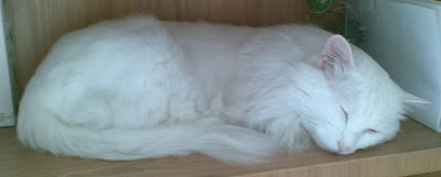 20090607.jpg