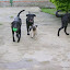 O Pug Frank acha qe é um labrador!hehehe