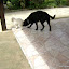 Apresentações caninas