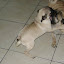 Yako e Frank!