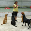 Sentando gente pra poder ganhar a bolinha!