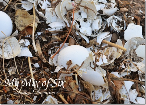 Soil Soil
