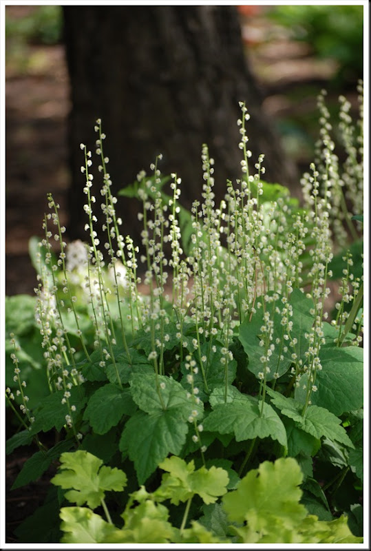 white coral bells