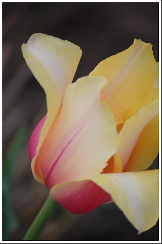 yellow pink tulip