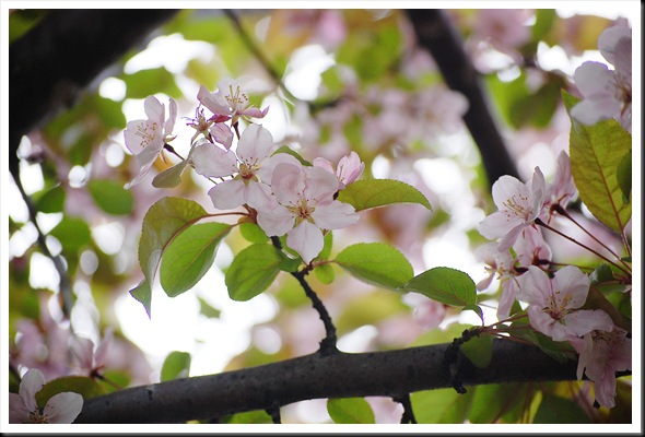 appleblossoms