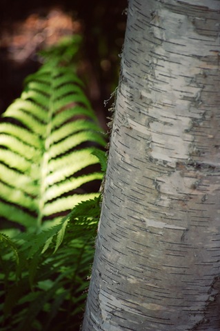 [fern 2[9].jpg]
