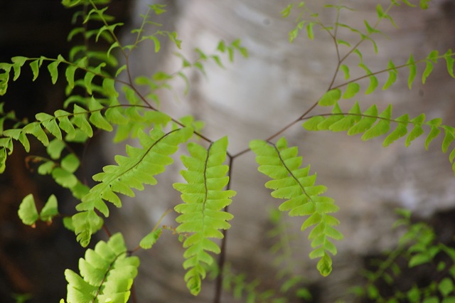 [Fern[4].jpg]
