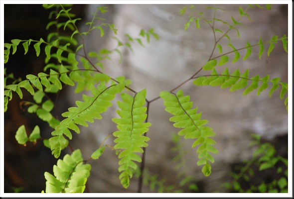 Fern