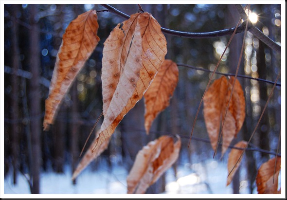 birch