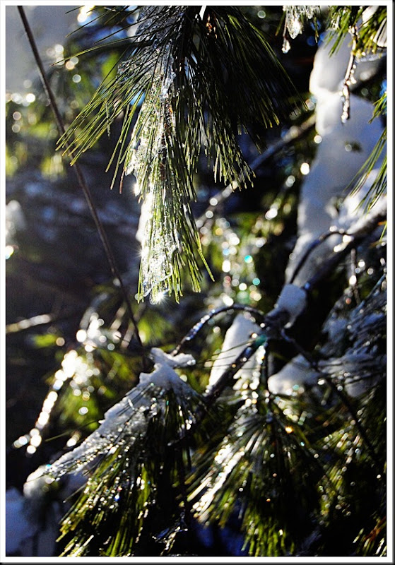 pine and ice bokeh