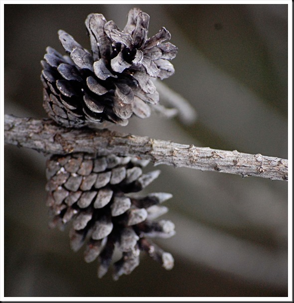 pine cone squared
