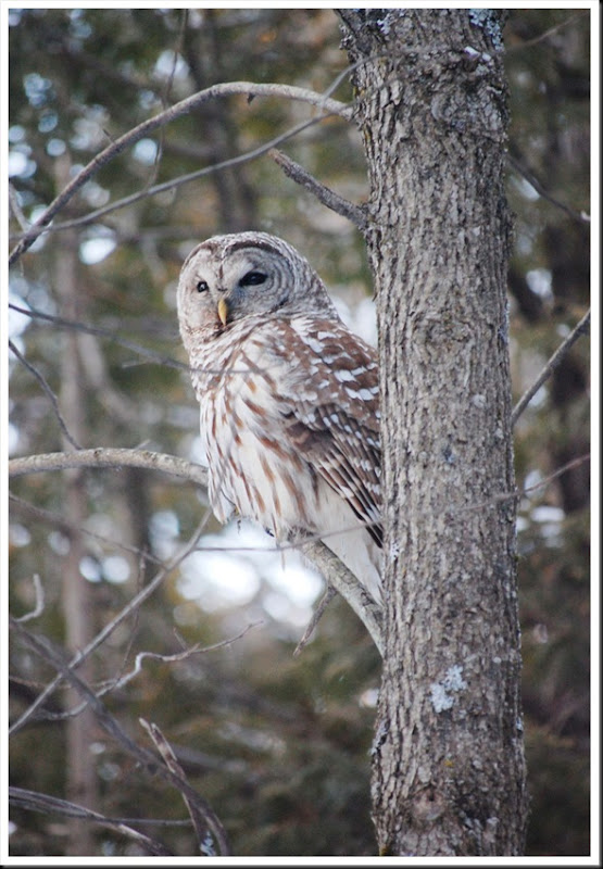 barred owl 4