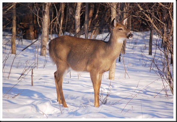 deer 3