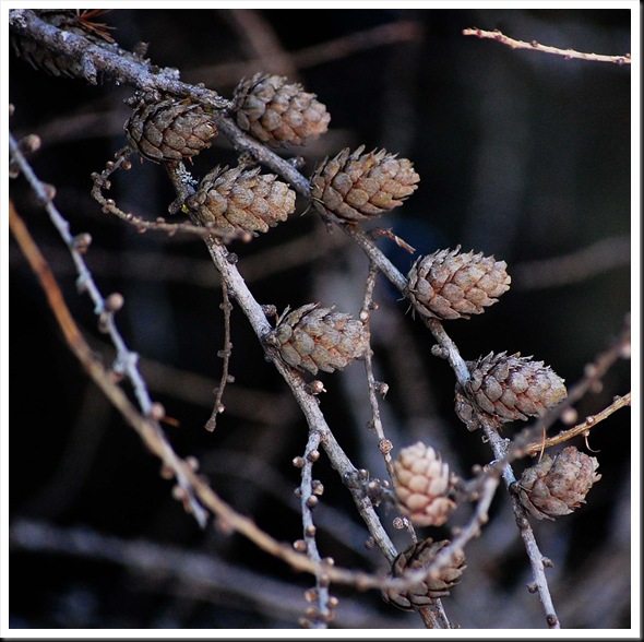pine cones