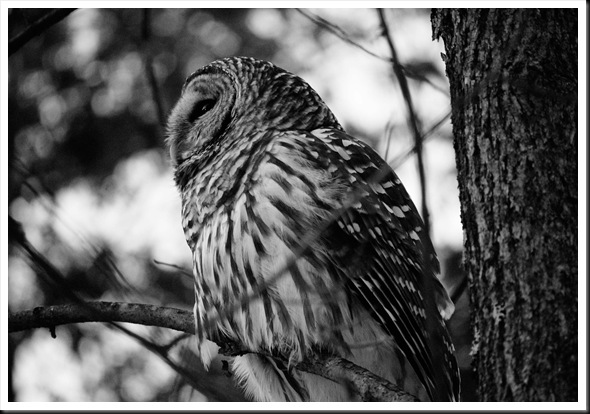 barred owl side BW