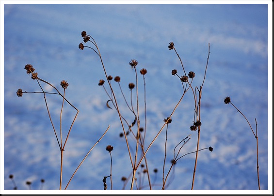 dried grasses