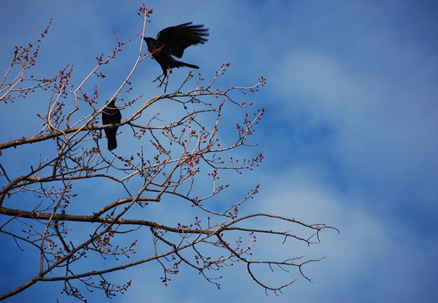 [crow takeoff.jpg]