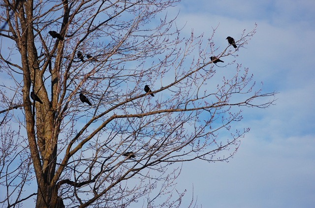 [crows tree.jpg]