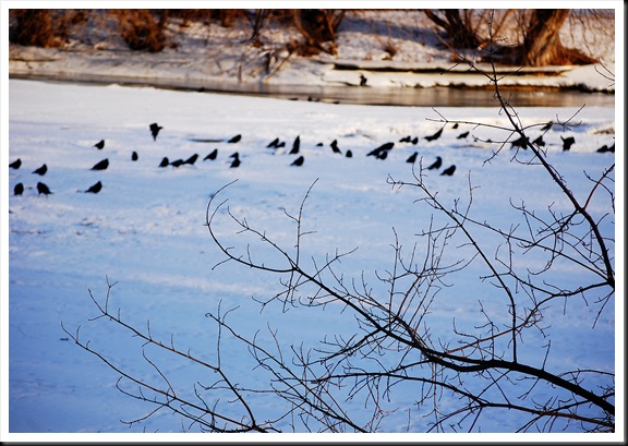 crows out of focus crows out of focus