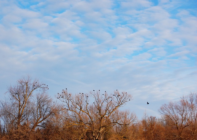 [crows sky[1].jpg]