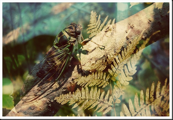 CICADA Fern