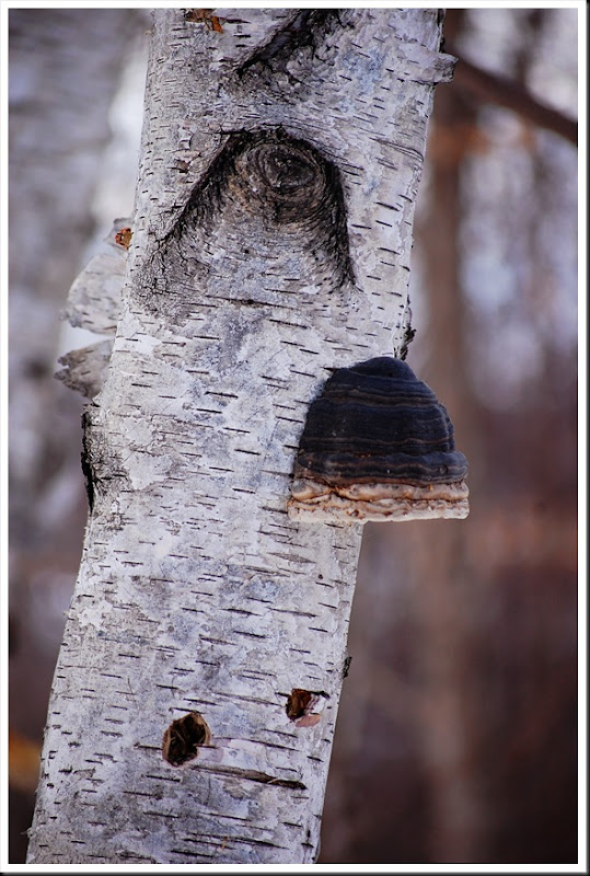 Birch Tree Mushroom